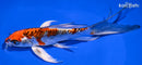 7.25" BENI KIKOKURYU BUTTERFLY