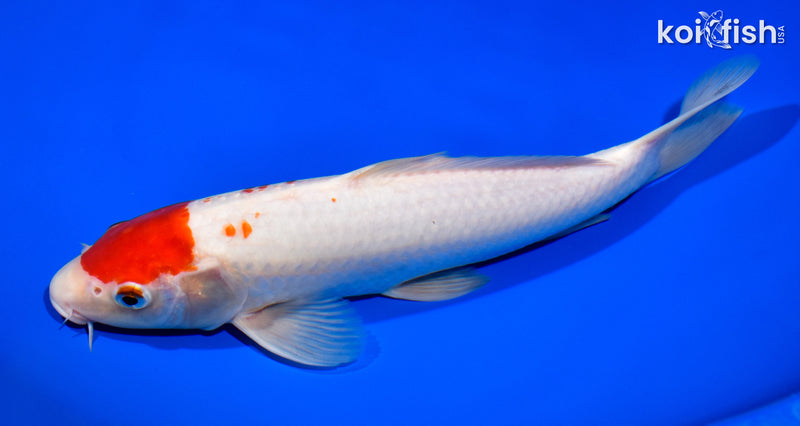 11" MARUTEN KOHAKU