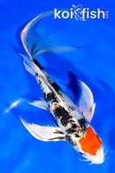 8.25" MARUTEN YAMATO NISHIKI BUTTERFLY