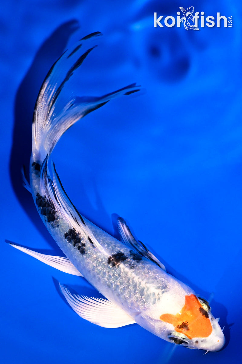 5.5" TANCHO YAMATO NISHIKI BUTTERFLY