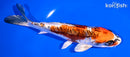 6.75" ARAGOKE BENI KIKOKURYU