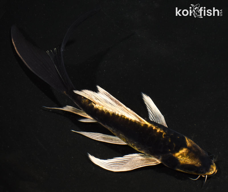 5.5" KABUTO BUTTERFLY