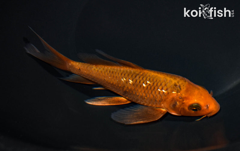 6" CHAGOI BUTTERFLY