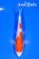 5.75" LEATHER KOHAKU