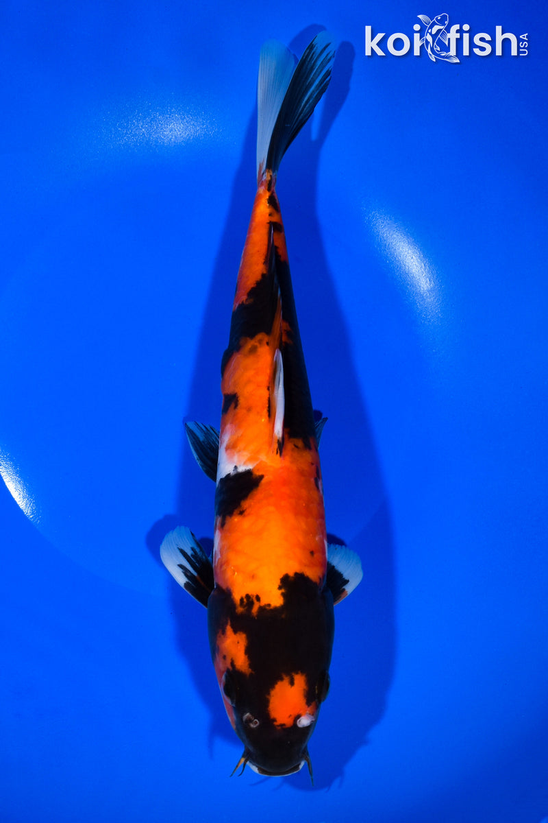 11.5" HI SHOWA