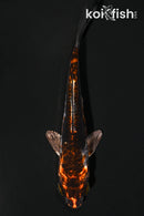 4" BENI KIKOKURYU