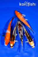 PACK OF (5) 3.75-4" STANDARD KOI