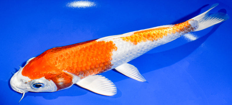 9.25" HARIWAKE