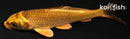 4.25" KIN ORENJI MATSUBA