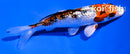 4" GINRIN YAMATO NISHIKI