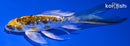 5.25" GINRIN KIN KIKOKURYU BUTTERFLY