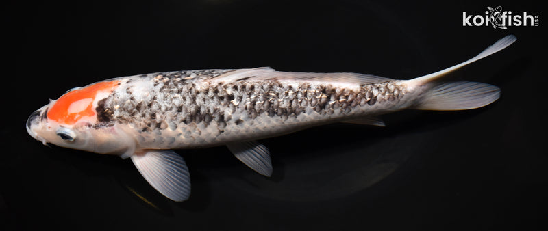 11" BENI MATSUKAWABAKE