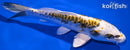 7.5" KIN KIKOKURYU