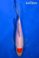 6.5" TANCHO SARASA COMET GOLDFISH