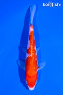 5.75" GINRIN KOHAKU
