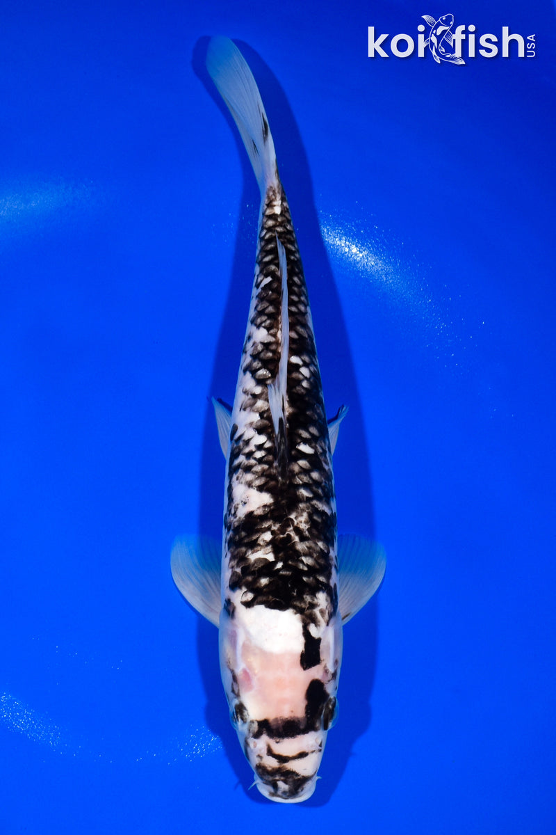 12.75" MATSUKAWABAKE