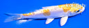 4" DOITSU HARIWAKE