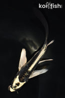 5" KIKOKURYU BUTTERFLY