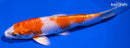 6" HARIWAKE