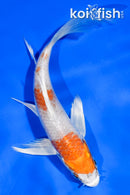 5.5" HARIWAKE BUTTERFLY