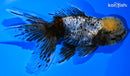 5.75" KIRIN ORANDA