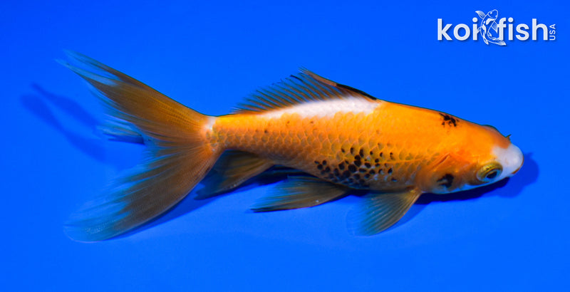 5.25" WAKIN GOLDFISH