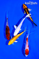PACK OF (5) 4-5" STANDARD KOI
