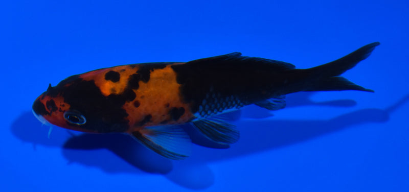 4.75" HI SHOWA