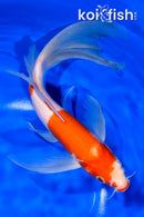 9.5" KOHAKU BUTTERFLY
