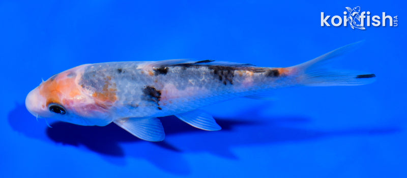 5.25" SANKE