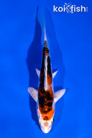 4.5" HEISEI NISHIKI