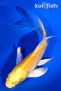 4.5" YAMABUKI OGON BUTTERFLY