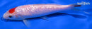 6" GINRIN KOHAKU