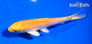 5" YAMABUKI OGON