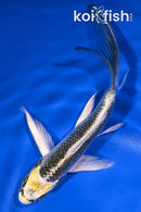 4.5" KIN KI MATSUBA BUTTERFLY
