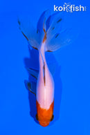 4.25" WATONAI GOLDFISH