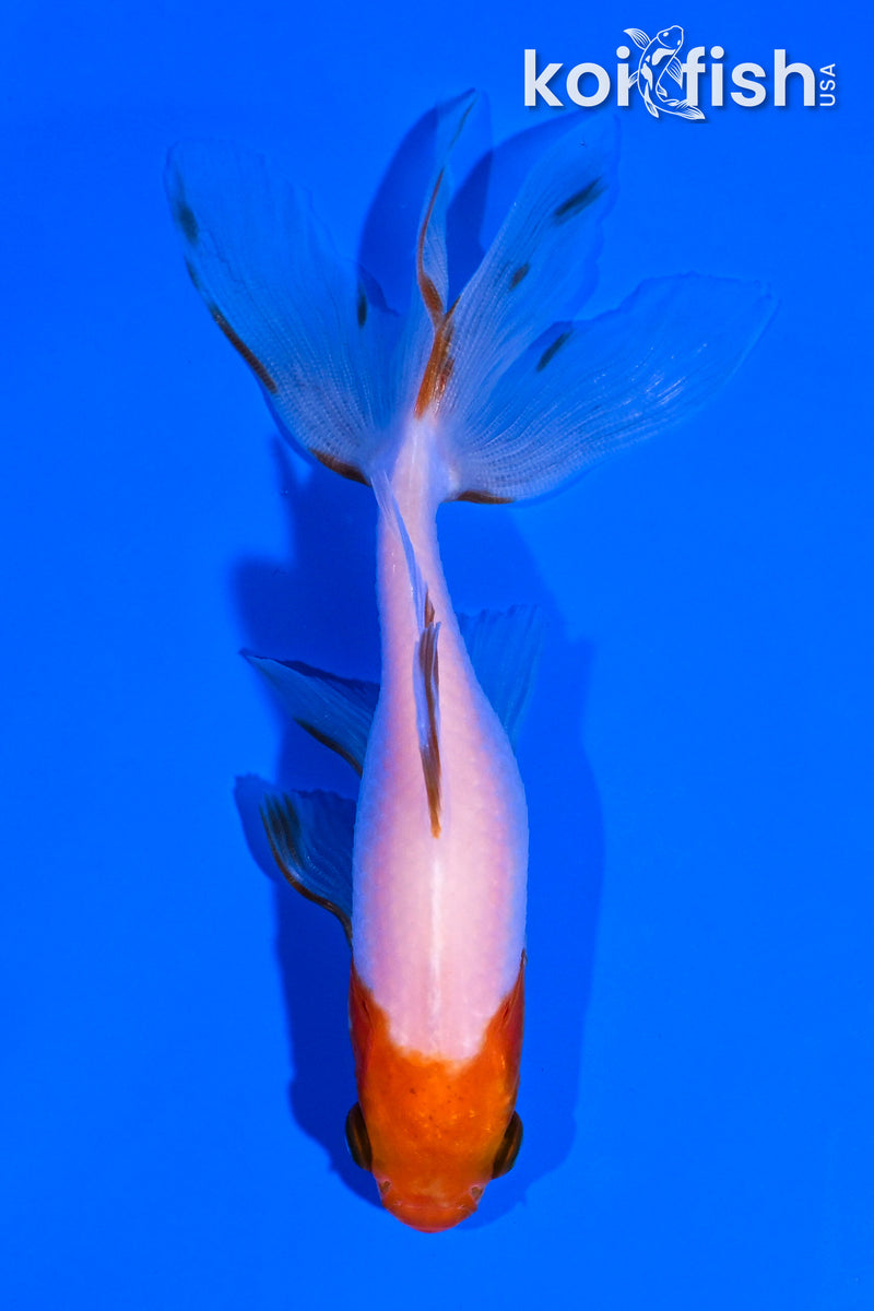 4.25" WATONAI GOLDFISH