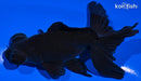4.75" TELESCOPE FANTAIL GOLDFISH
