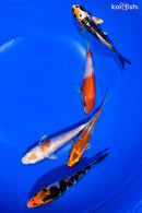 PACK OF (5) 4-4.5" STANDARD KOI