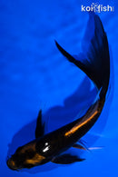 6" ARAGOKE KABUTO BUTTERFLY