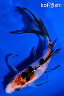 5.75" SANKE BUTTERFLY