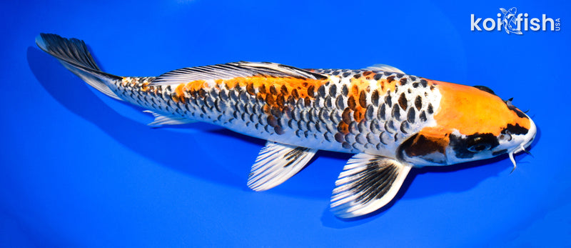 11" KUJAKU