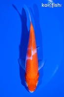 5" KOHAKU
