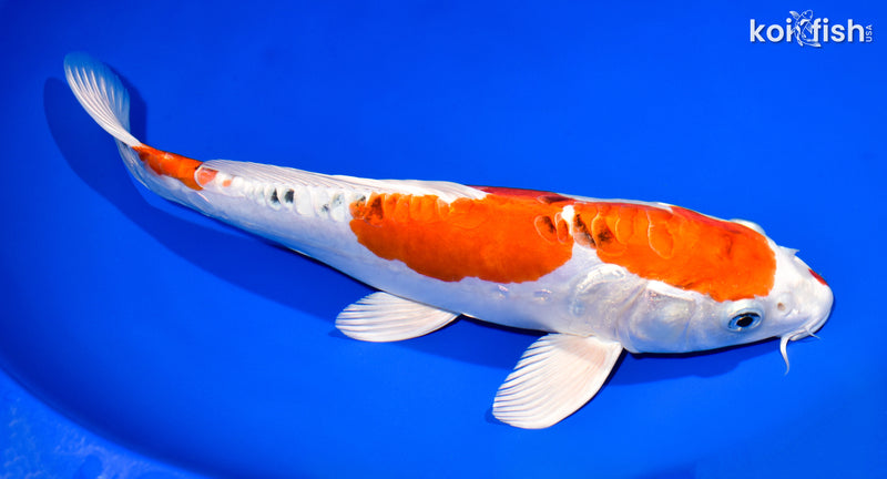 12.75" HEISEI NISHIKI