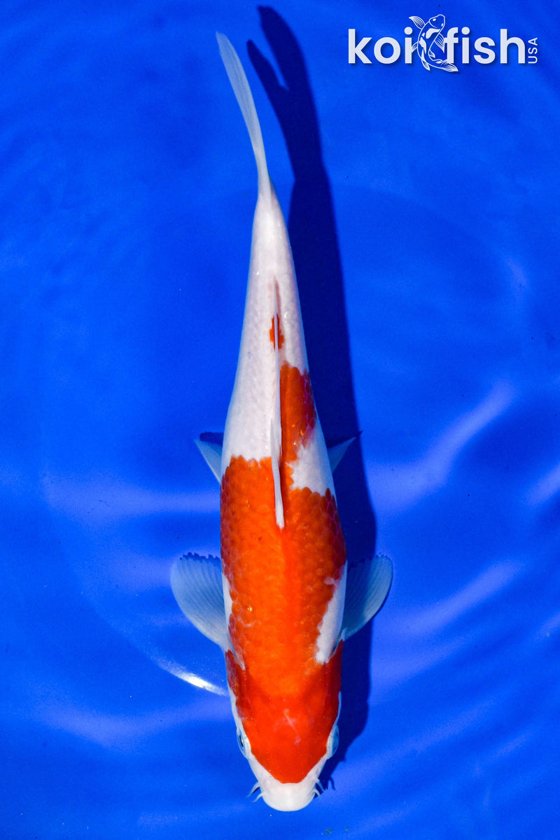 9" KOHAKU