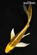 6" DOITSU KI MATSUBA BUTTERFLY