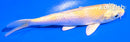 5.5" YAMABUKI OGON