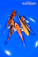 PACK OF (5) 4" MIXED STANDARD KOI