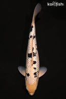 13" GINRIN SHIRO BEKKO