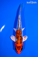 5.75" GINRIN KUJAKU
